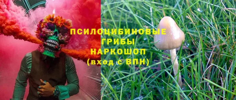 OMG маркетплейс  что такое   Алексин  Псилоцибиновые грибы Psilocybine cubensis 